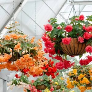 Begonia Plant
